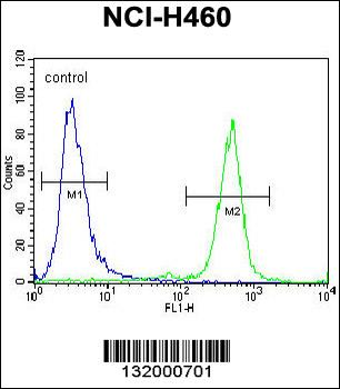 PURB Antibody (C-term)