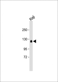 RB1 antibody(S780)