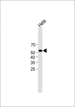 KLF4(S254) Antibody