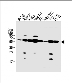NR2C2 Antibody