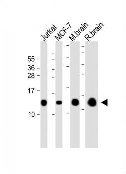 FKBP1A Antibody