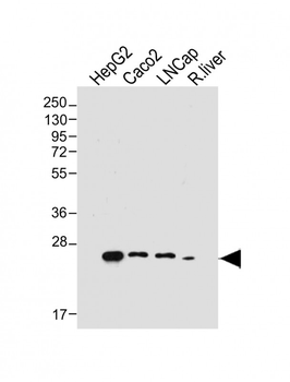 GSTA1 Antibody