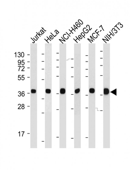 PURB Antibody (C-term)