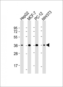 EIF2A Antibody