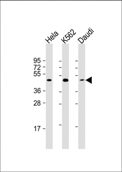 PLIN3 Antibody