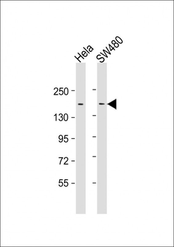 LAP2 Antibody