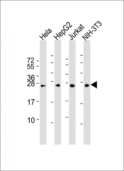 RAB5B Antibody