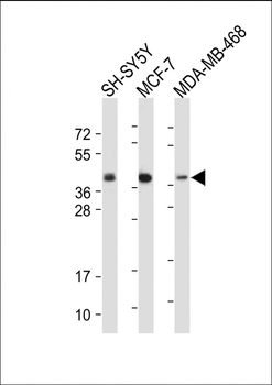 CREB(S133) Antibody