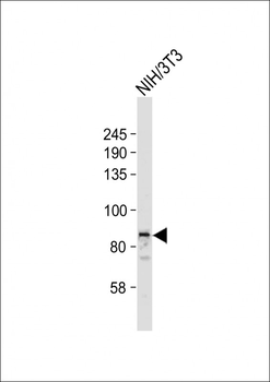 STAT3(S727) Antibody