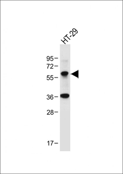 hChk1-S280 Antibody