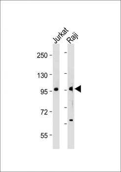 MAP4K1(Y381) Antibody