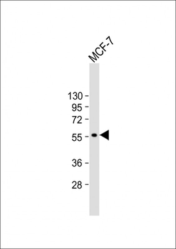 CYP27B1 Antibody (C-term)