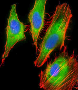 PRG4 Antibody (N-Term)