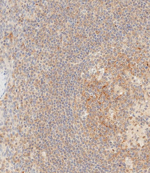 MAP4K1 Antibody