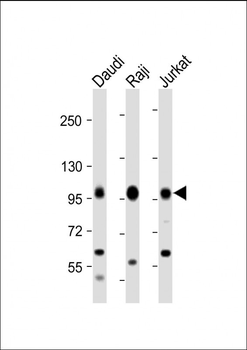 MAP4K1 Antibody