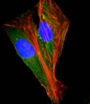 SHC2 Antibody (N-Term)