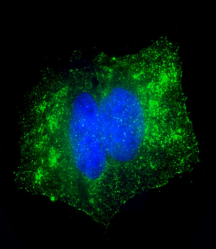 GPX7 Antibody (Center)