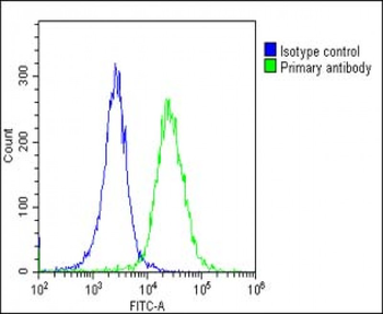 MGEA5 Antibody (N-Term)