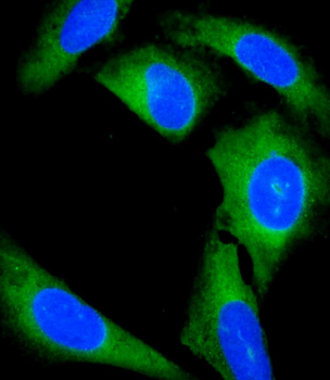 GCA Antibody (N-Term)