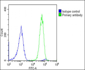 GCA Antibody (N-Term)