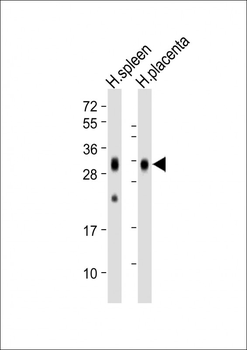 FOLR2 Antibody