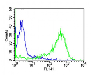 human CD7 Antibody