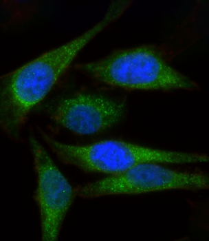 MYL1 Antibody (Center)