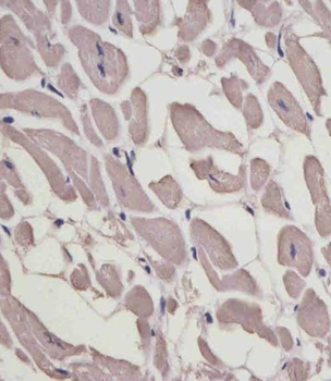 MYL1 Antibody (Center)
