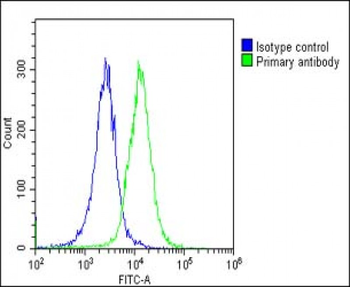 NAT10 Antibody (N-Term)