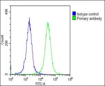 CLCN1 Antibody (N-Term)