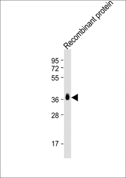 BRCA2 Antibody