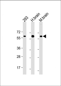 RGMB Antibody
