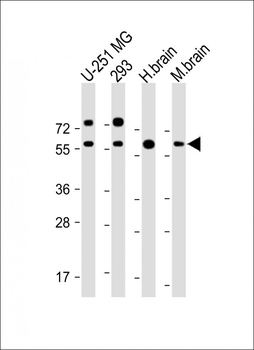 RGMB Antibody