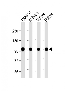 CANX Antibody (C-Term)