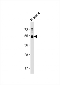 BMP15 Antibody