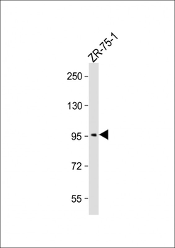 SSH3 (Ser37) Antibody