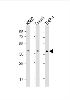 SPI1 Antibody
