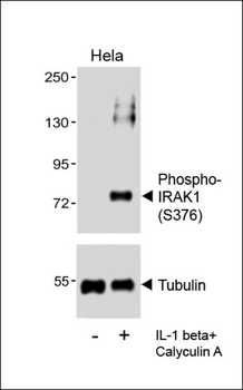 Phospho-IRAK1(S376) Antibody