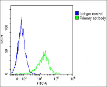 GGT3P Antibody (C-Term)