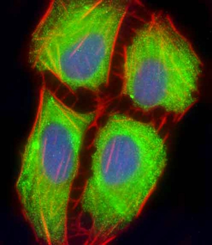 MIF4GD Antibody (C-Term)