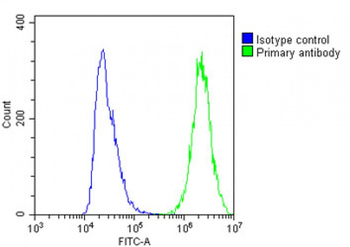 MIF4GD Antibody (C-Term)