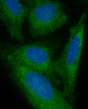 FAM125A Antibody (N-Term)