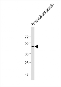 TrpE Antibody