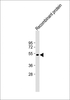 TrpE Antibody