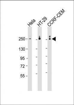 POLR2A Antibody (monoclonal) (M01AA)