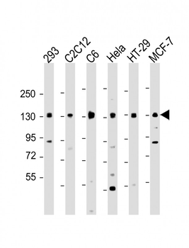 MYPT1 (Thr852) Antibody