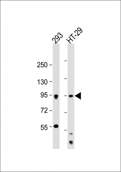 MSK1 (Ser360) Antibody