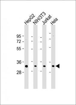 RPS2 Antibody (N-Term)
