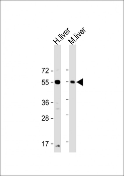 UGT1A9 Antibody (N-Term)