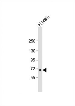 MAN1C1 Antibody (N-Term)